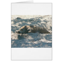 Wild Boar Piglet cards