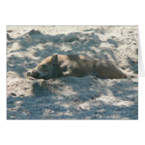Wild Boar Piglet cards