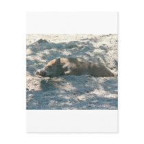 Wild Boar Piglet postcards