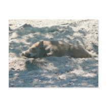 Wild Boar Piglet postcards
