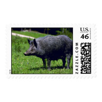 Wild Boar Postage