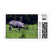 Wild Boar Postage Stamps