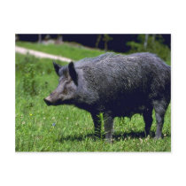 Wild Boar Postcards