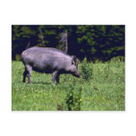 Wild Boar Postcards