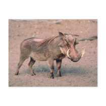Wild Boar Post Cards
