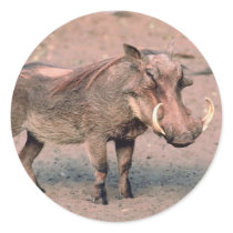 Wild Boar Stickers