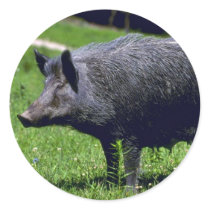 Wild Boar Round Stickers
