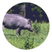 Wild Boar Round Stickers