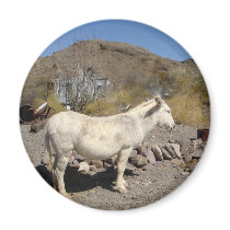 Wild Burro magnets by Animal_Anticipation Wild Burro magnets