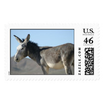 Wild Burro Stamps