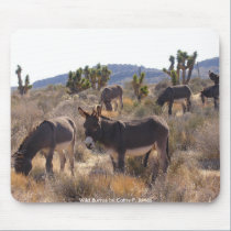 Wild Burros Mousepad mousepads