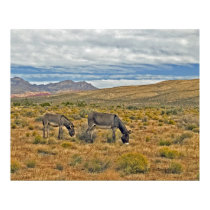 Wild Burros of Red Rock Canyon posters