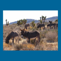 Wild Burros posters
