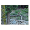 wild california deer cards