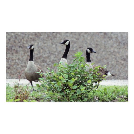Wild Canada Geese Animal Business Card (back side)