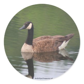 Wild Canadian Goose Nature Photo Sticker Label sticker