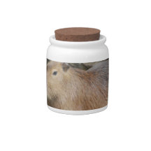 Wild Capybara Candy Jar