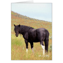 Wild Card~ Band Stallion of Steens cards
