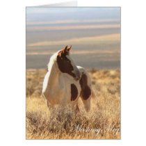 Wild Card~ Blue-eyed Little Mustang cards