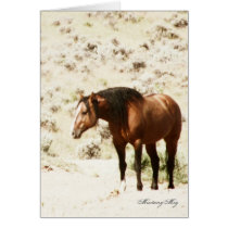 Wild Card~ Honor, Stallion of Steens cards
