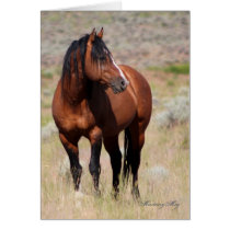 Wild Card~ Honor, Wild Stallion of Steens cards