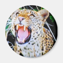 Wild cat magnet