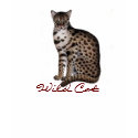 Wild Cat t-shirts by thomglace Wild Cat t-shirts