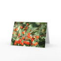 Wild cherries 1 cards