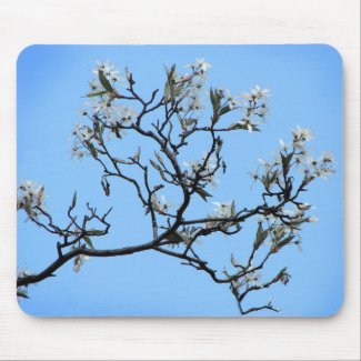 Wild cherry blossoms mouse pad