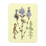 Wild Chicory Magnets