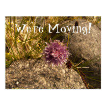 Wild Chive on the Rocks; Change of Address Post Cards