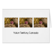 Wild Chive on the Rocks; Yukon Territory Souvenir Cards