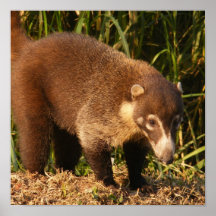Wild Coati Mundi Poster  