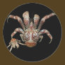 Wild Coconut Crab from Carribean