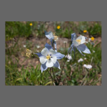 Wild Colorado Columbine Nature Poster posters