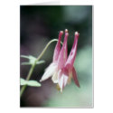 Wild Columbine cards by kchwxdr Wild Columbine cards
