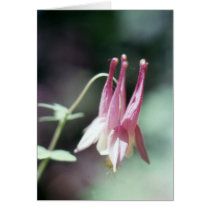 Wild Columbine cards by kchwxdr Wild Columbine cards