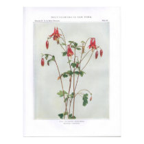 Wild Columbine; Rock Bells - Aquilegia canadensis posters