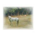 Wild Country Postcard
