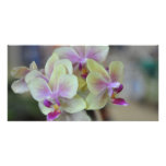 Wild cream orchids custom photo card