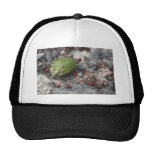Wild Cucumber Trucker Hat