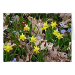 charity, mesothelioma, march of dimes, daffodil,