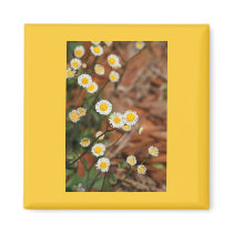 Wild Daisies magnets