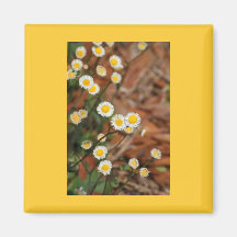 Wild Daisies Magnets