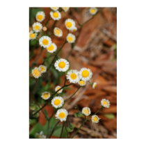 Wild Daisies posters by Priscilla48 Wild Daisies posters