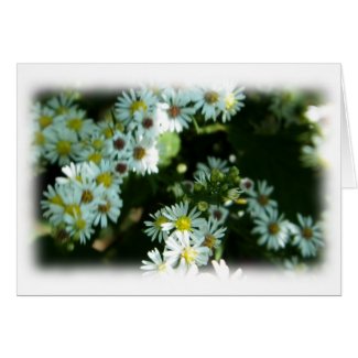 Wild Daisy Fleabane Flower Blank Cards