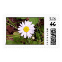Wild Daisy postage