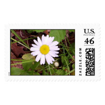 Wild Daisy postage by JLWinther Wild Daisy postage