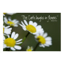 Wild Daisy posters