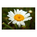 Wild Daisy posters